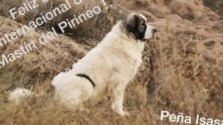 International Day of Pyrenean Mastiff October 12  2016 [upl. by Cinemod]