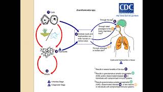 FREE LIVING AMOEBAE MicrobiologyLecture [upl. by Adianes833]