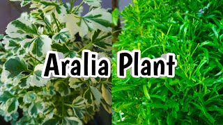 Aralia plant care and propagation ball aralia  variegated aralia Malayalam water propagation [upl. by Ateiram]