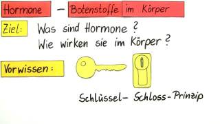 HORMONE UND IHRE WIRKUNGSWEISE  Biologie  Biologie des Menschen Mittelstufe [upl. by Ahsikym]