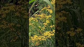 🌼Senecio brasiliensis Mariamole🌼Flor das almas Tasneirinha Canguçu em coressantacatarinabrasil [upl. by Ysabel]