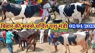 Jarua Pashu Mandi Hf Cow Market डेयरी फार्म के लिए 20 से 25 लीटर वाली गाय का जाने रेट [upl. by Moulton]