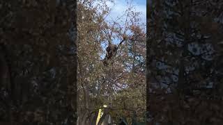 Bear Tries to Climb Tree Instant Regret🐻 Wildlife Nature Animals [upl. by Gladstone]