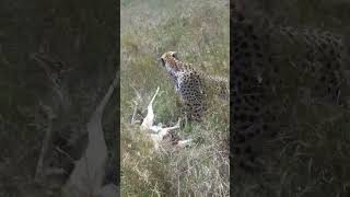 Watch the Cheetah Eats Its Prey [upl. by Eenafit]