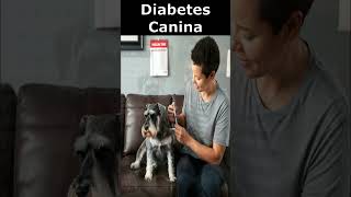 🐾 Diabetes Canina💉 [upl. by Faden336]