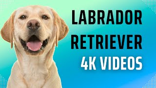 Labrador Retriever 4K videos  The Perfect Family Dog [upl. by Rahel286]