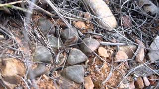 Haworthia bayeri in SITU [upl. by Neeoma]