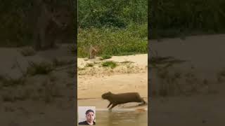 Freiada seca da onça na capivara ligeira [upl. by Inilam]