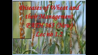 2 PATH 365 New Lec no 12 Wheat [upl. by Trainor58]