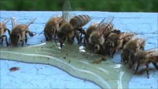 Honey Bees Eating Honey [upl. by Ocana]