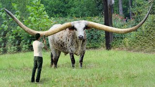 10 Animals With The Biggest Horns In The World [upl. by Etnahsa]