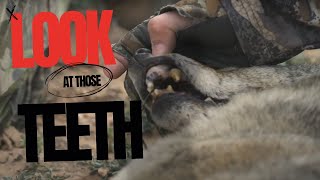 Craziest Teeth on a Coyote Hunting Coyotes in the Super Moon [upl. by Alicea]