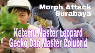 Morph Attack Tips dari Master Leopard gecko dan Morph Colubrids [upl. by Lartnom816]