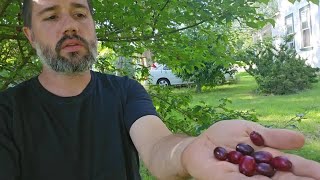 Cornelian Cherry Dogwood when and how to harvest [upl. by Htiduj]