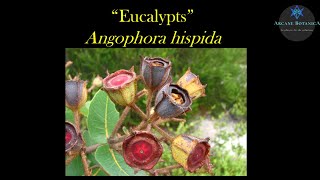 Eucalyptus ID  Angophora hispida Dwarf Apple [upl. by Block]