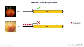 Metilación de DNA [upl. by Malkin687]