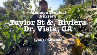 Atemoya Tropical Nursery Tour In Late Summer 2024 [upl. by Oliviero]