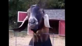 Funny Goat Compilation 2015 [upl. by Keary]