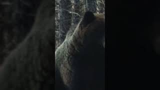 Huge male Ussuri brown bear from Russia Brownbear Wildlife Nature Bears [upl. by Notaek]