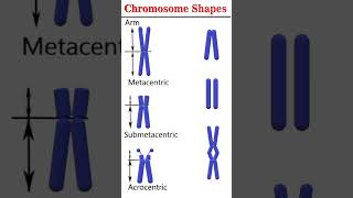 Chromosome shapes cytogenetics [upl. by Namara]