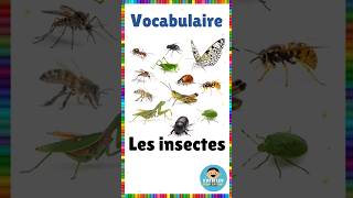 Vocabulaire  les insectes  Français eme vocabulaire insectes français [upl. by Gherlein]