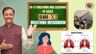 Breathing Mechanism  Ch17 Breathing and Exchange of Gases  Class 11  CBSE  Bio by Gulab Sir [upl. by Marijo]