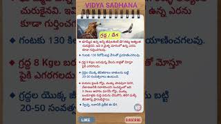 Eagle  గ్రద్ద vidyasadhana [upl. by Aihcats]