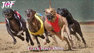 Greyhound Race 480m  Elite Dog Athletes 🏆 [upl. by Retsim156]