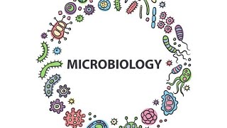 Neisseria meningitidisMicrobiologyPathologyMBBS [upl. by Redyr]