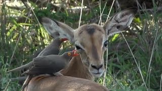 SafariLive Dec 25  Cute baby Impala and Redbilled oxpeckers [upl. by Dorothy]