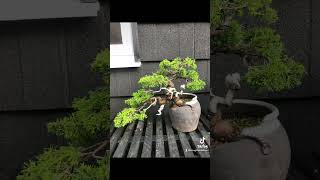 Itoigawa Juniper Bonsai progression [upl. by Onnem]