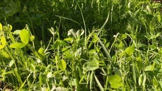 Soil Fertility Cover Crop And Comfrey Transplant Update [upl. by Leffen]