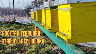 Pčelinjak  Stanje početkom februara [upl. by Leotie]