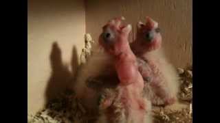 Baby cockatiels screaming for food [upl. by Valida]