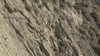 markhor of balochistan subscribe the channel [upl. by Hardner943]