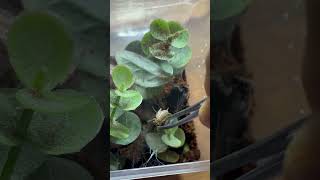 Ep 3 chromatopelma cyaneopubescens pt 2 [upl. by Aelsel311]