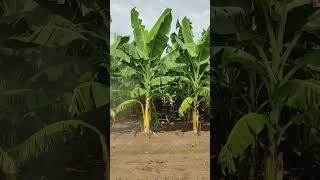 Banana plants  Fungicides Spraying banana fruit farming bananafarming satisfying shorts [upl. by Dow]