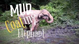 Elephants chill out in mud pit compilation Blue Daily Elephant Care Sanctuary Chiang Mai Thailand [upl. by Alaham]