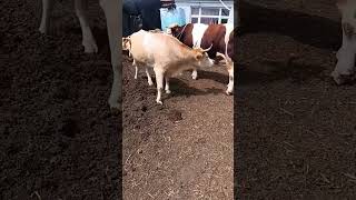 Record the daily life of cattle breeders Camel 121 [upl. by Yalcrab]