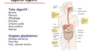 Physiologie du tube digestif partie 1 [upl. by Kelwen910]