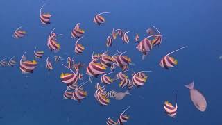 Maldives Below  Snorkelling at Amilla [upl. by Ydnyl]