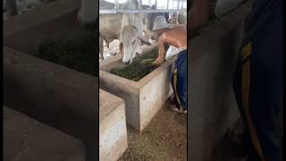 Feeds cattle with grass cow animals [upl. by Ateuqal]