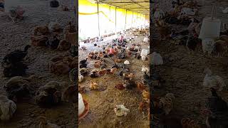 November 2 2024 poultry poultaryfarming chicken birds chicks farming [upl. by Eniad]