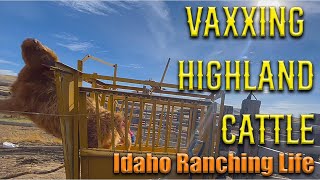 Vaccinating Wrangling and Hoof Trimming Highland Cattle Cattle Chaos [upl. by Annuhsal18]