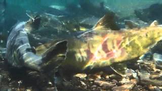 千歳川の野生冬サケ（１月） Winterrun wild chum salmon in the Chitose River [upl. by Alledi25]