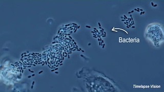 Immune Cells Eating Bacteria Phagocytosis [upl. by Kowal]