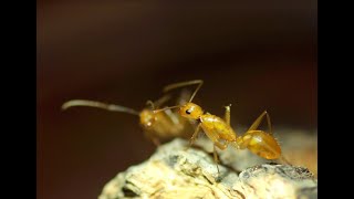 Camponotus variegatus 甜蜜巨山蟻 [upl. by Munt601]