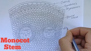 How to draw transverse section of Monocot stem  Labelled diagram of Monocot stem [upl. by Burt]