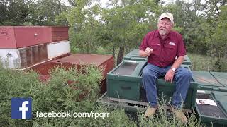 Can I Jump Start Quail Populations [upl. by Wesley]