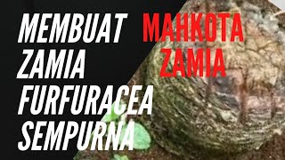 CARA PERBANYAK ZAMIA FURFURACEA PROGRAM POTONG BONGGOL ZAMIA zamia zamiafurfuracea EXOTICPLANT [upl. by Docile]